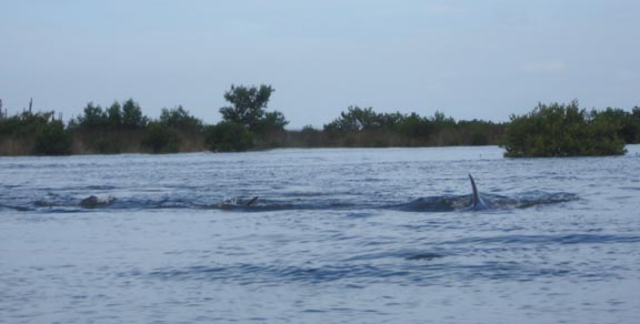 Agitated waters from dolphins fishing in Ozello Florida