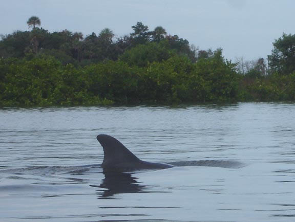 Big dolphins swim right past our kayak in Ozello