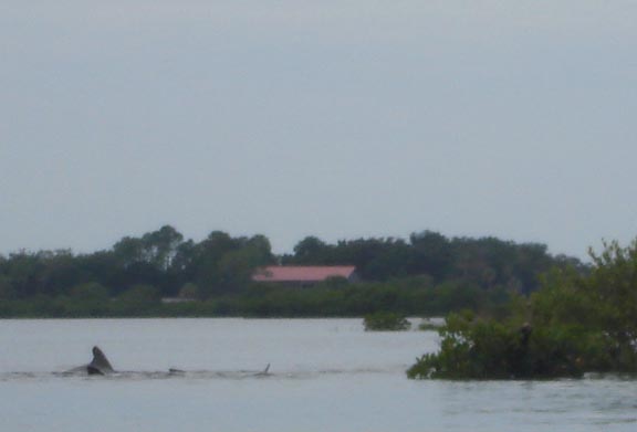 dolphins push fish into the shallows near Ozello