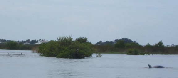 A pack of wild dolphins fish near Ozello